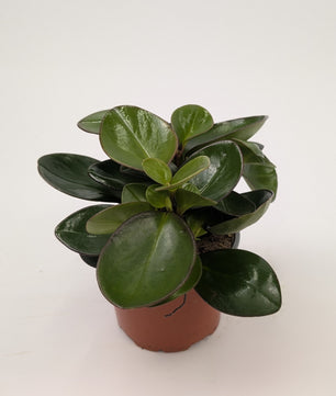 Peperomia Clusiifolia Red Margin 12cm Pot