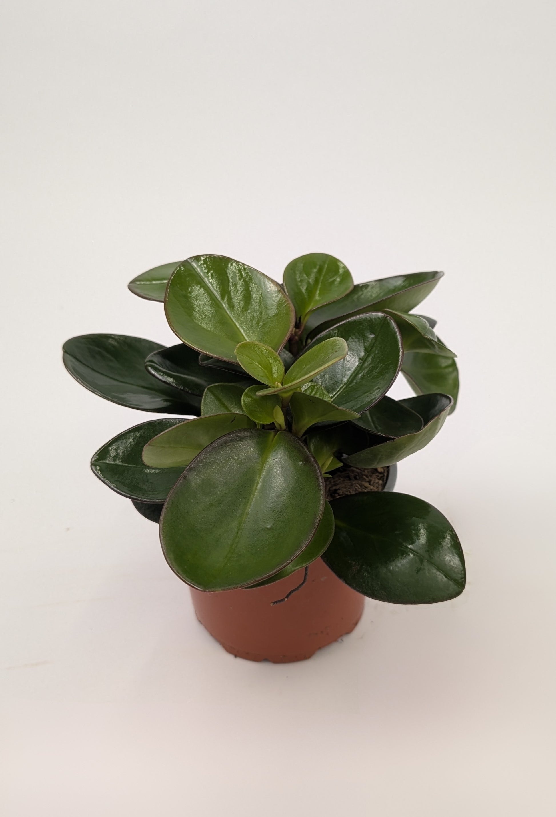 Peperomia Clusiifolia Red Margin 12cm Pot