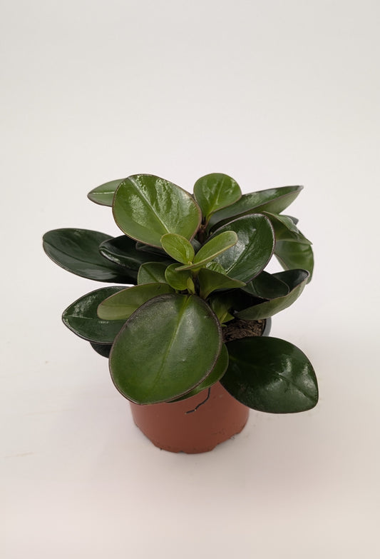 Peperomia Clusiifolia Red Margin 12cm Pot