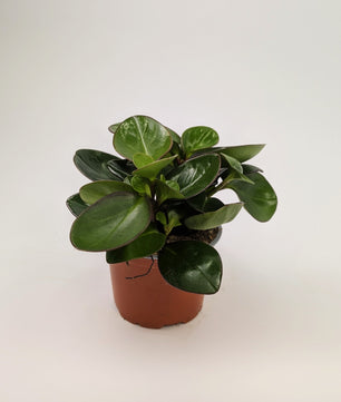 Peperomia Clusiifolia Red Margin 12cm Pot