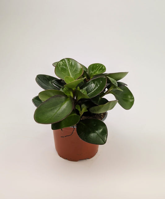 Peperomia Clusiifolia Red Margin 12cm Pot