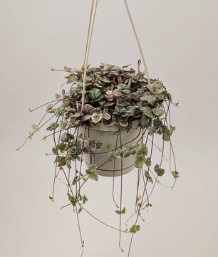 Variegated Ceropegia Woodii "String of Hearts" 14cm Hanging Pot
