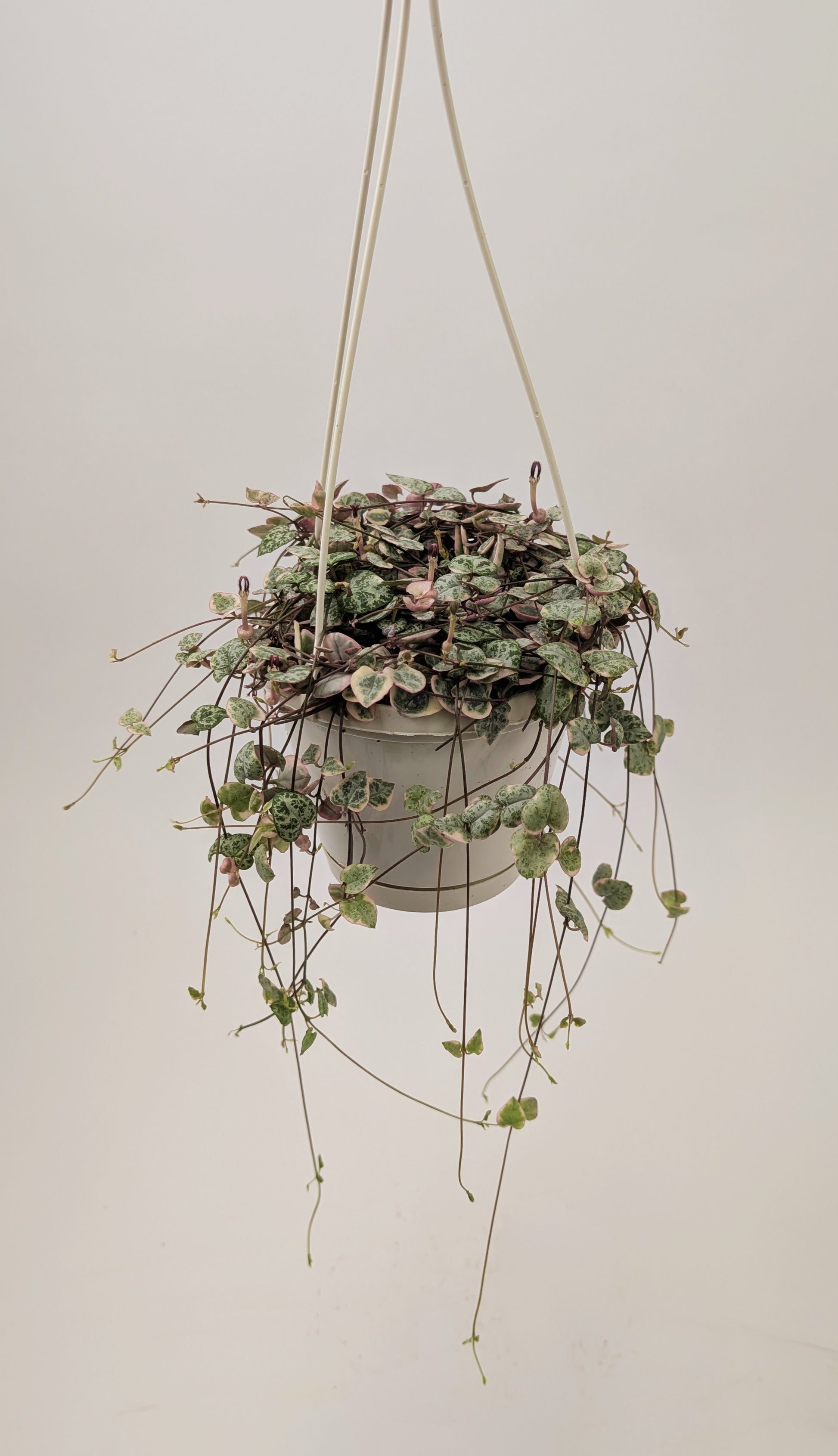 Variegated Ceropegia Woodii "String of Hearts" 14cm Hanging Pot