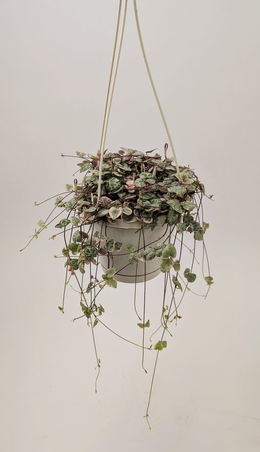 Variegated Ceropegia Woodii "String of Hearts" 14cm Hanging Pot