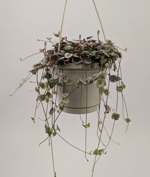 Variegated Ceropegia Woodii "String of Hearts" 14cm Hanging Pot