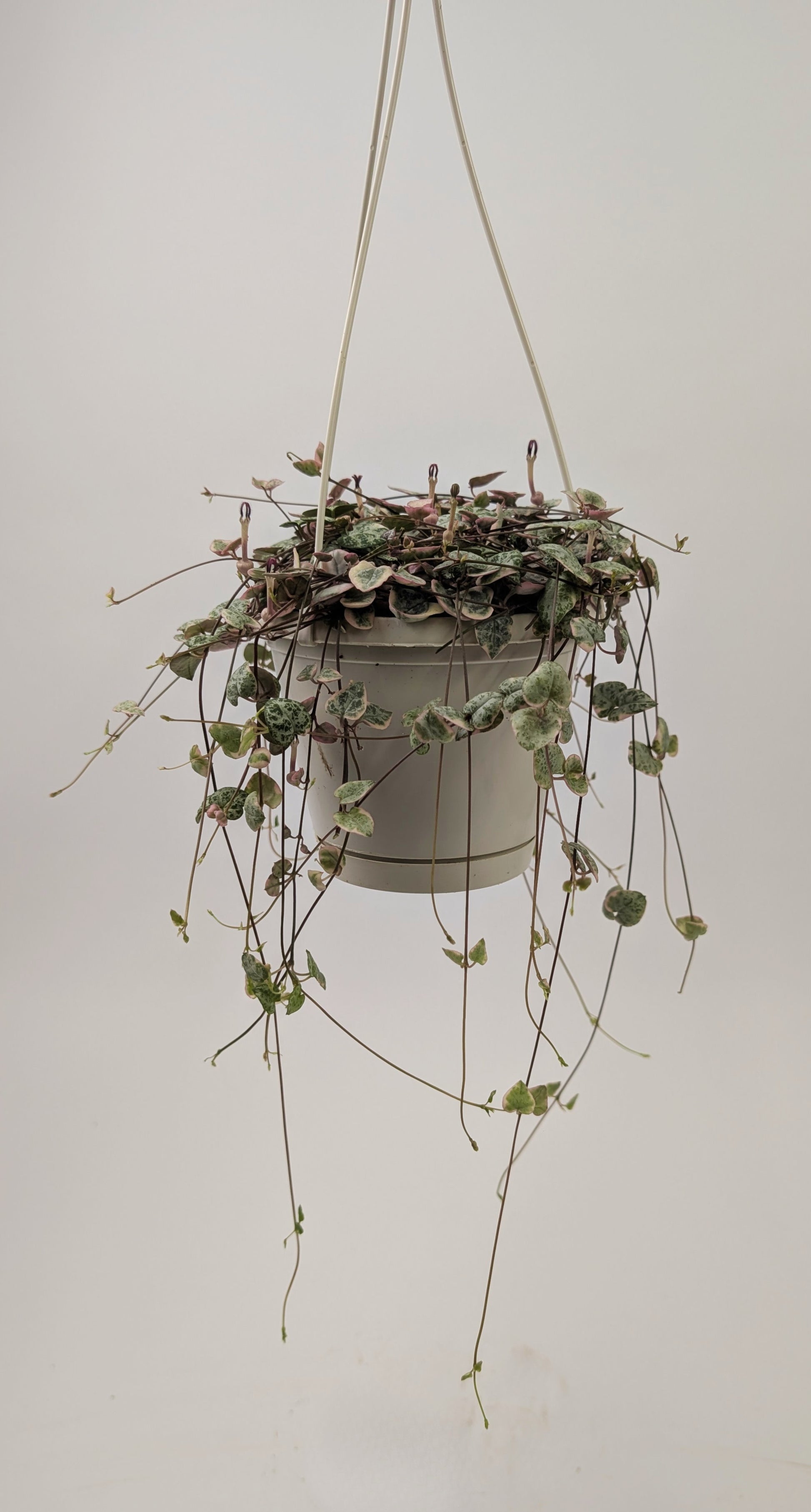 Variegated Ceropegia Woodii "String of Hearts" 14cm Hanging Pot