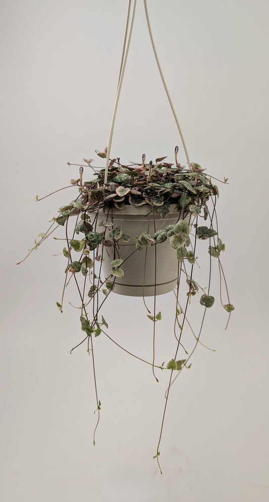 Variegated Ceropegia Woodii "String of Hearts" 14cm Hanging Pot