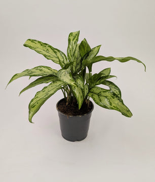 Aglaonema ‘Silver Queen’ Chinese Evergreen 12cm Pot Houseplant