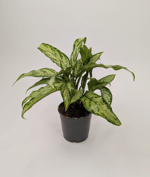 Aglaonema ‘Silver Queen’ Chinese Evergreen 12cm Pot Houseplant