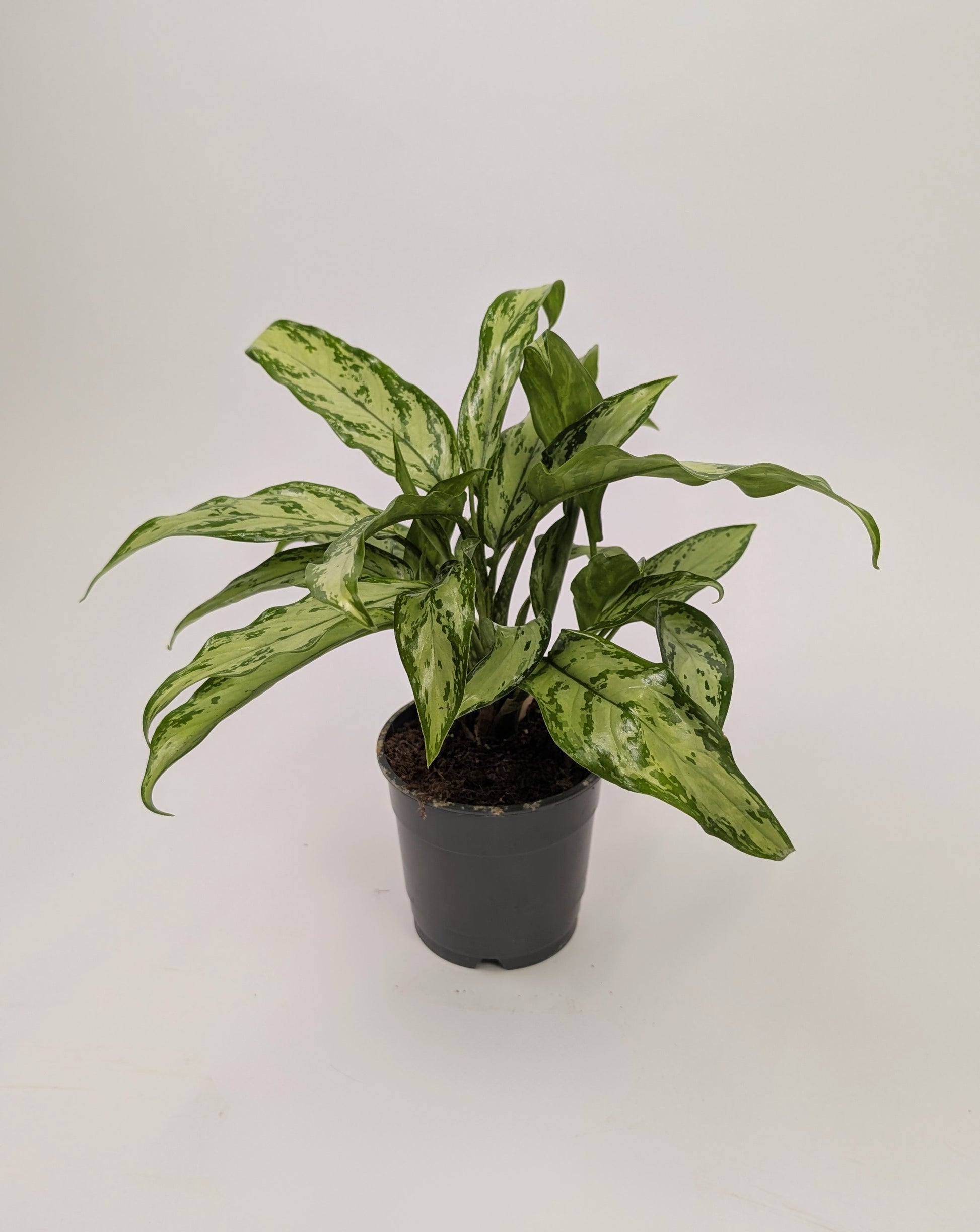 Aglaonema ‘Silver Queen’ Chinese Evergreen 12cm Pot Houseplant