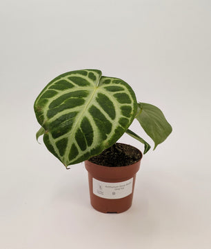 Anthurium Silver Blush 12cm Pot Houseplant