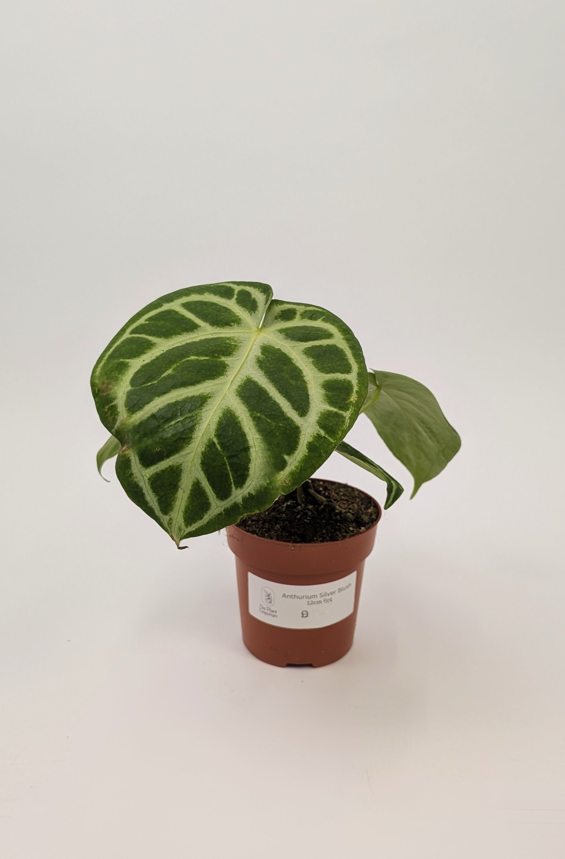 Anthurium Silver Blush 12cm Pot Houseplant