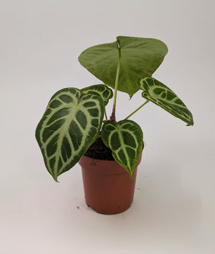 Anthurium Silver Blush 12cm Pot Houseplant