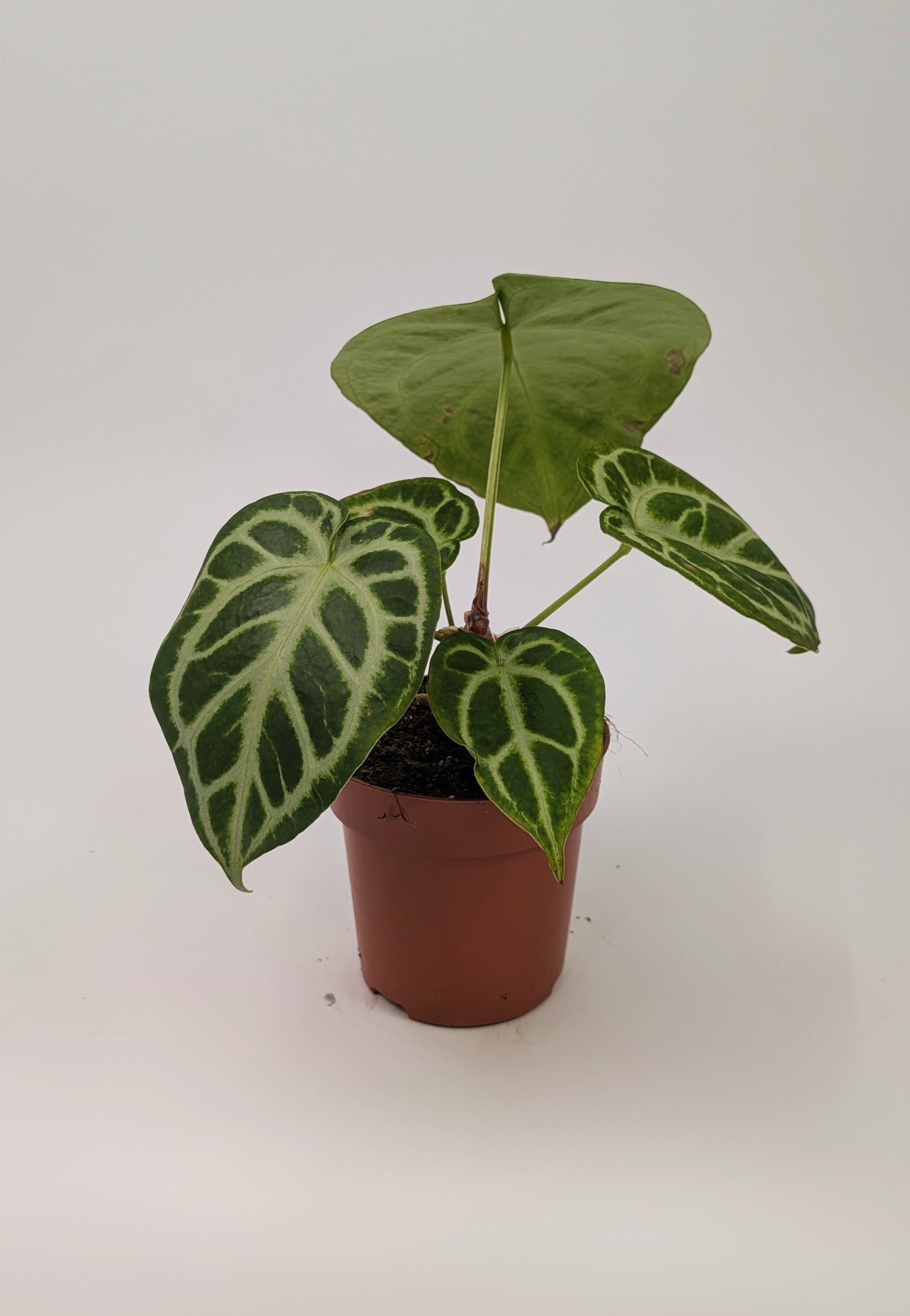 Anthurium Silver Blush 12cm Pot Houseplant