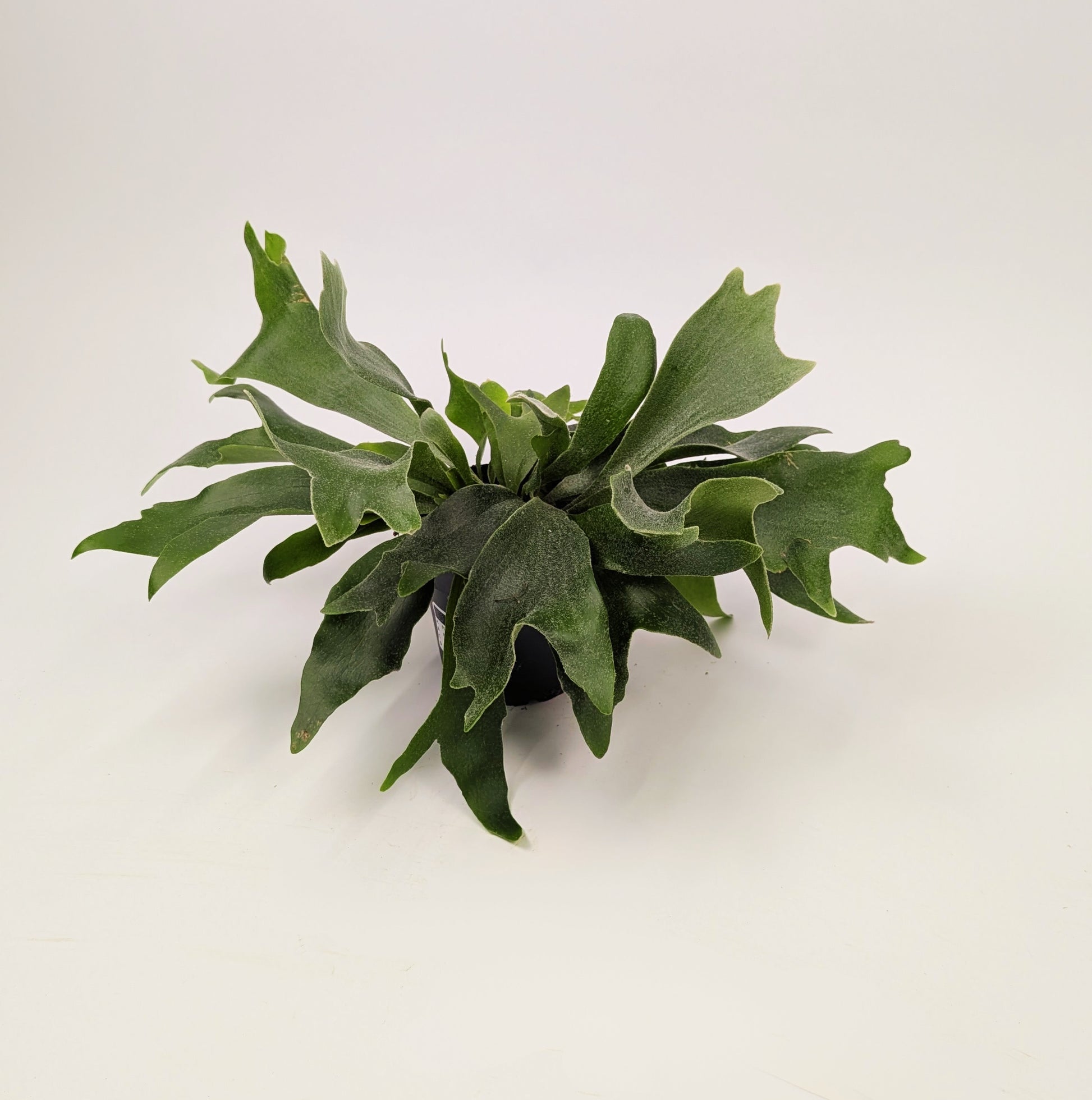 Platycerium bifurcatum Staghorn Fern 12cm Pot Houseplant