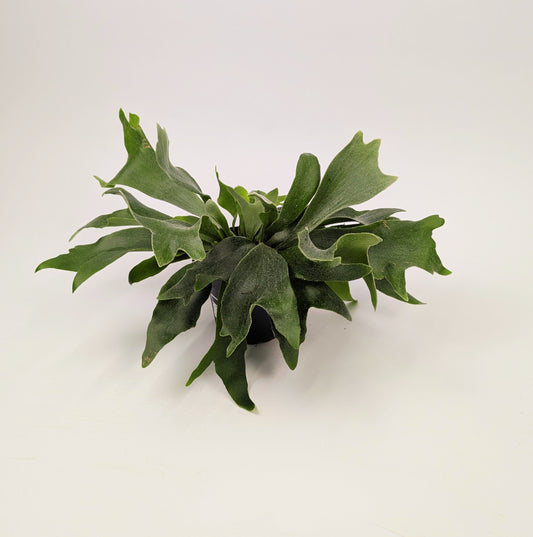 Platycerium bifurcatum Staghorn Fern 12cm Pot Houseplant