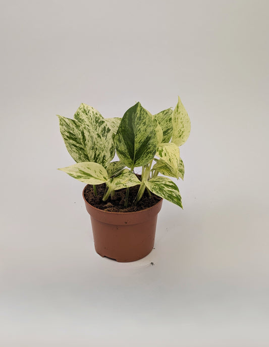 Epipremnum Snow Leopard Variegated Pothos 12cm Pot Houseplant