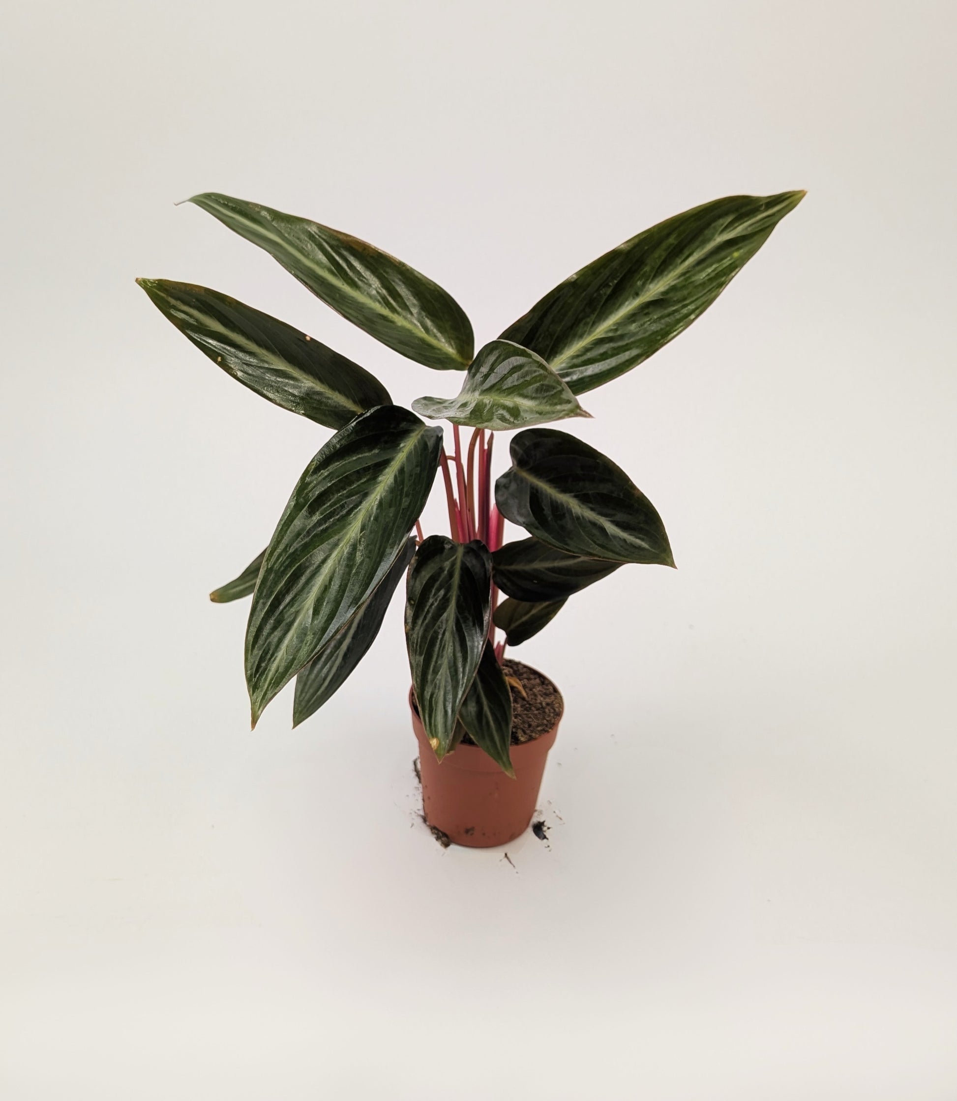Calathea Stromanthe Sanguinea 7cm Pot Baby Houseplant