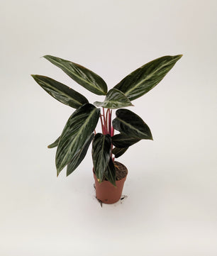 Calathea Stromanthe Sanguinea 7cm Pot Baby Houseplant