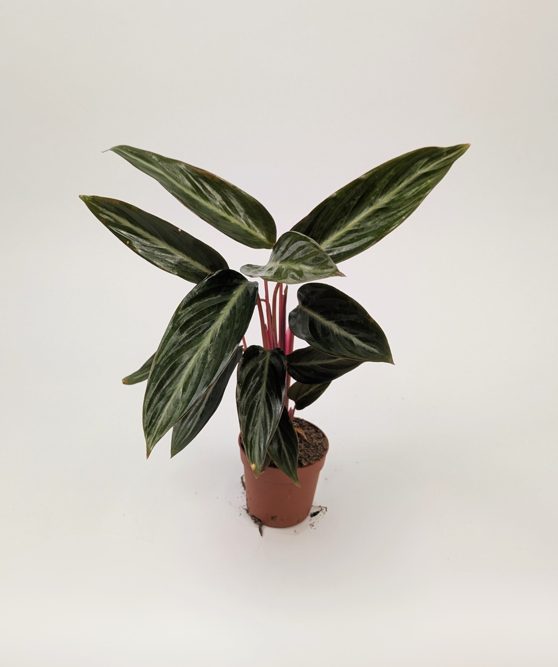 Calathea Stromanthe Sanguinea 7cm Pot Baby Houseplant