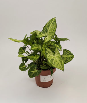 Syngonium Arrowhead Pixie 12cm Pot Houseplant