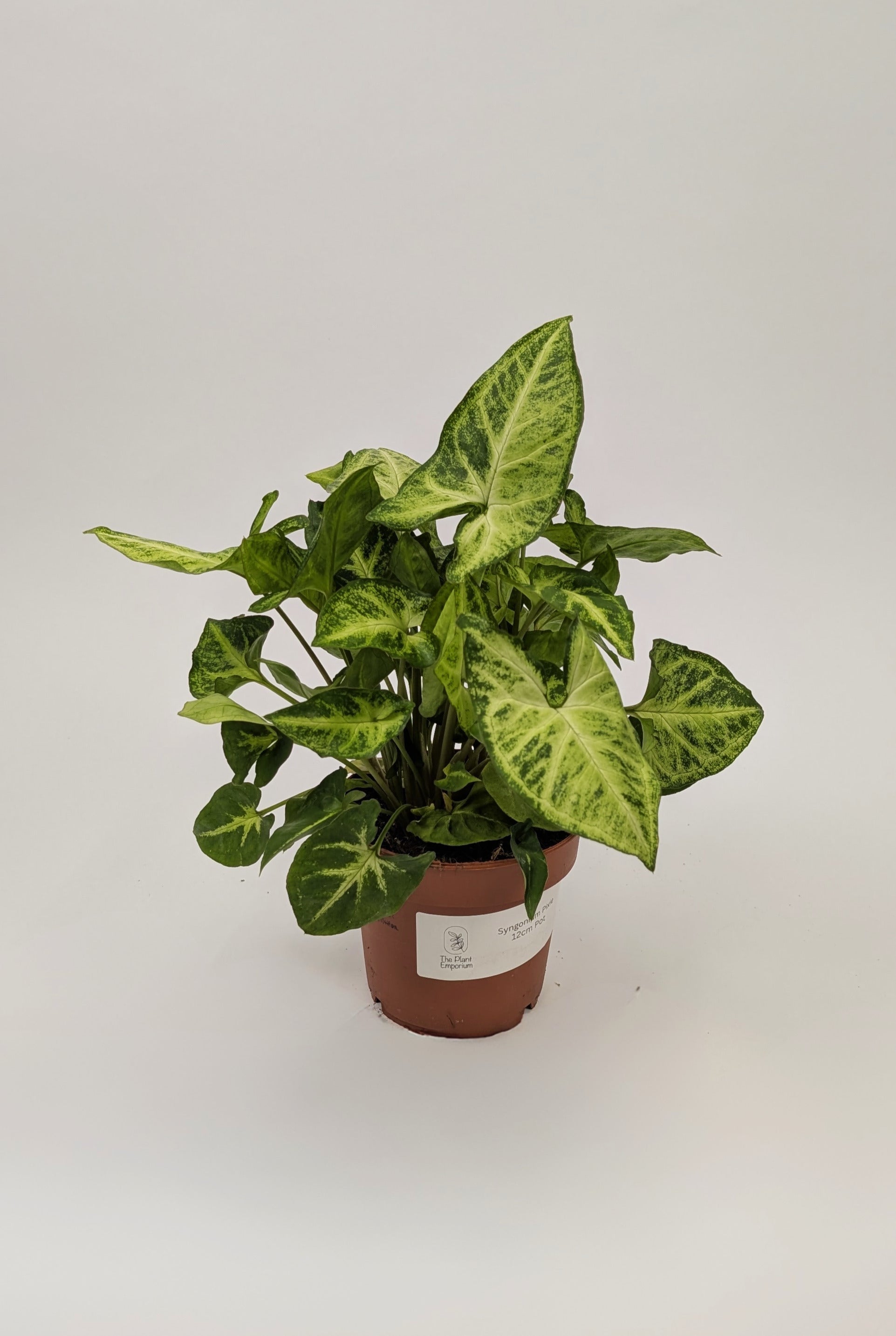 Syngonium Arrowhead Pixie 12cm Pot Houseplant