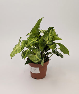Syngonium Arrowhead Pixie 12cm Pot Houseplant