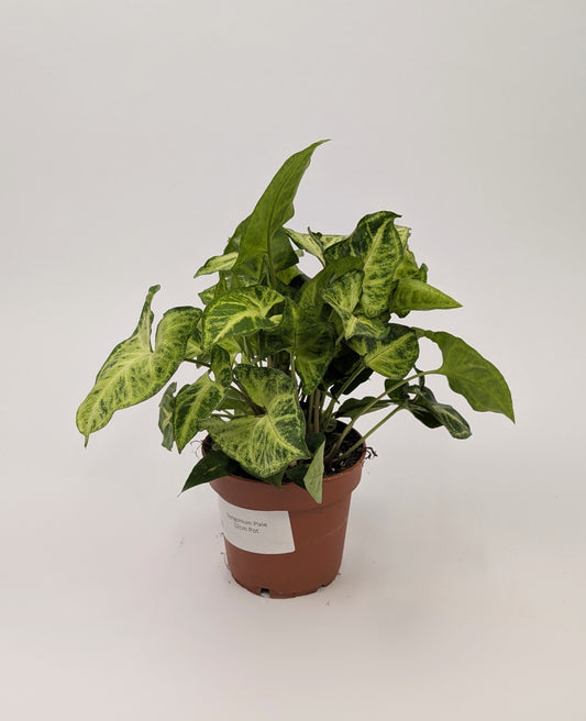Syngonium Arrowhead Pixie 12cm Pot Houseplant