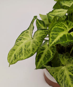 Syngonium Arrowhead Pixie 12cm Pot Houseplant