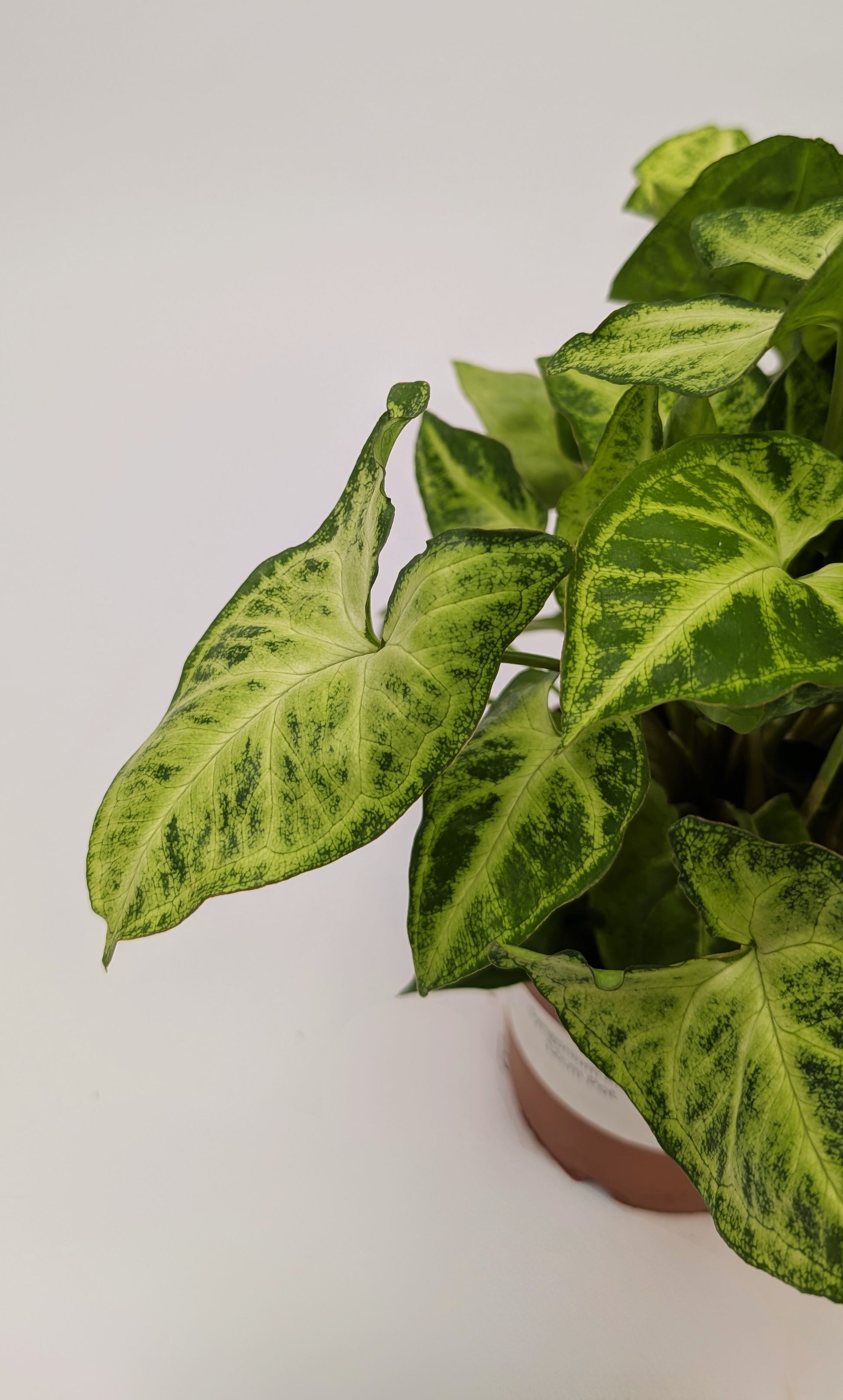 Syngonium Arrowhead Pixie 12cm Pot Houseplant