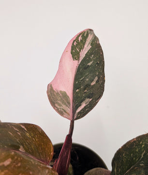 Philodendron Pink Princess Marble Highly Variegated 9cm Pot Houseplant