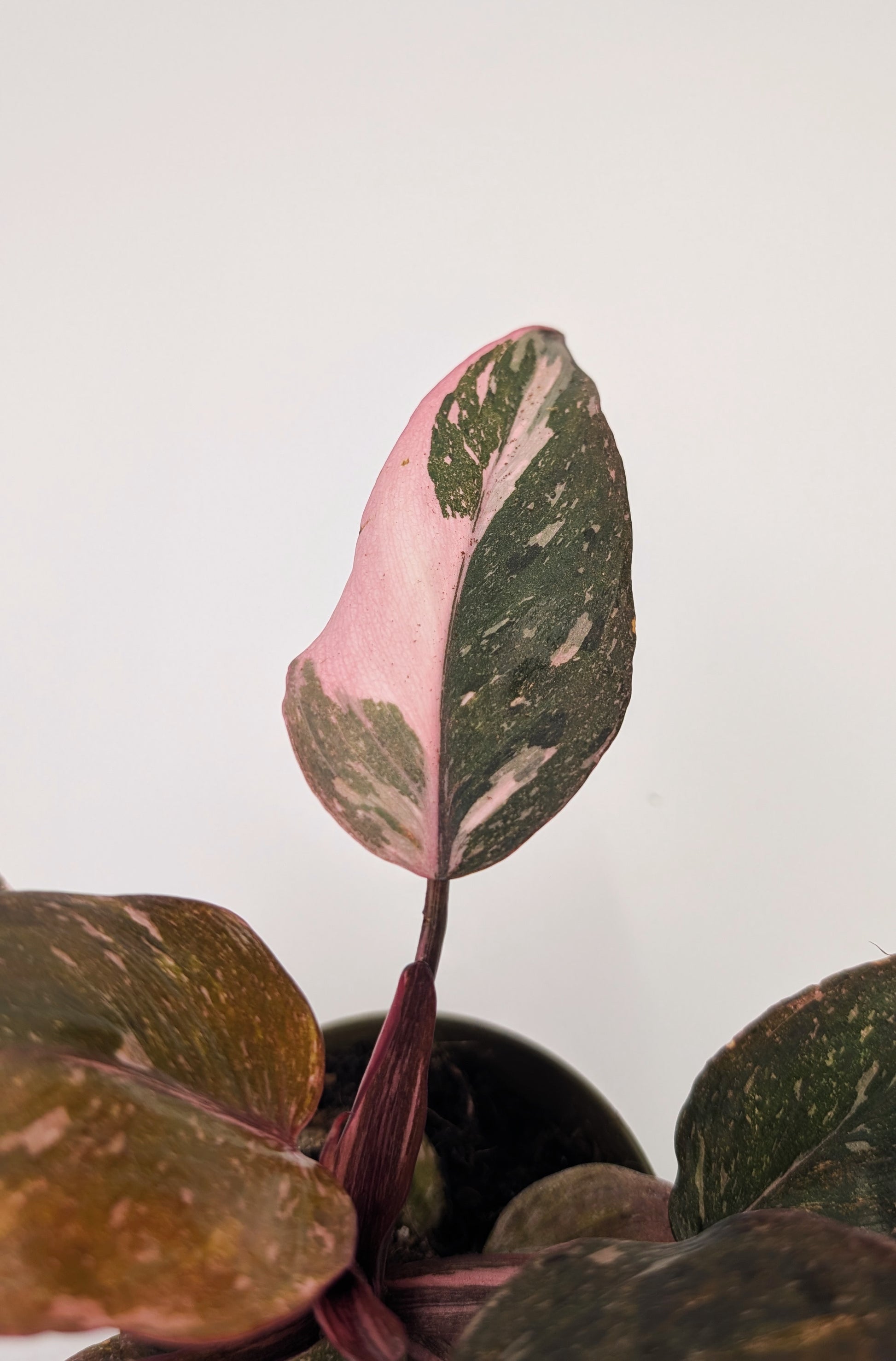 Philodendron Pink Princess Marble Highly Variegated 9cm Pot Houseplant