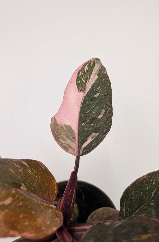 Philodendron Pink Princess Marble Highly Variegated 9cm Pot Houseplant
