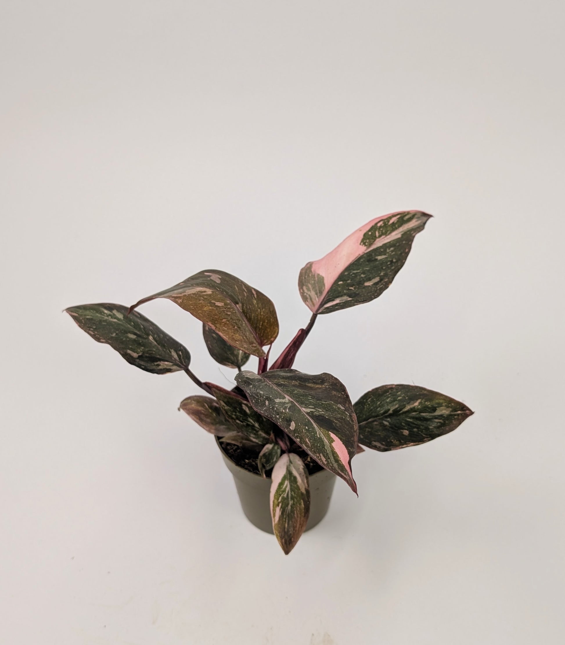 Philodendron Pink Princess Marble Highly Variegated 9cm Pot Houseplant