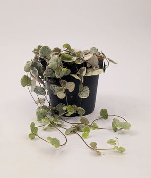 Variegated Ceropegia Woodii "String of Hearts" House Plant 9cm Pot