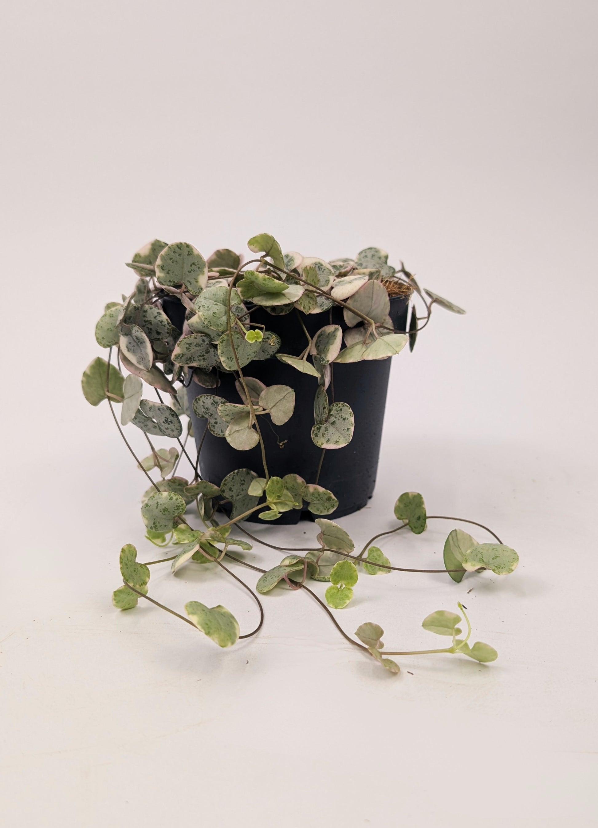Variegated Ceropegia Woodii "String of Hearts" House Plant 9cm Pot