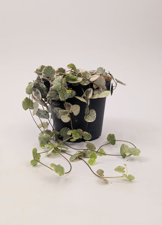 Variegated Ceropegia Woodii "String of Hearts" House Plant 9cm Pot