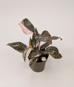 Philodendron Pink Princess Marble Highly Variegated 9cm Pot Houseplant