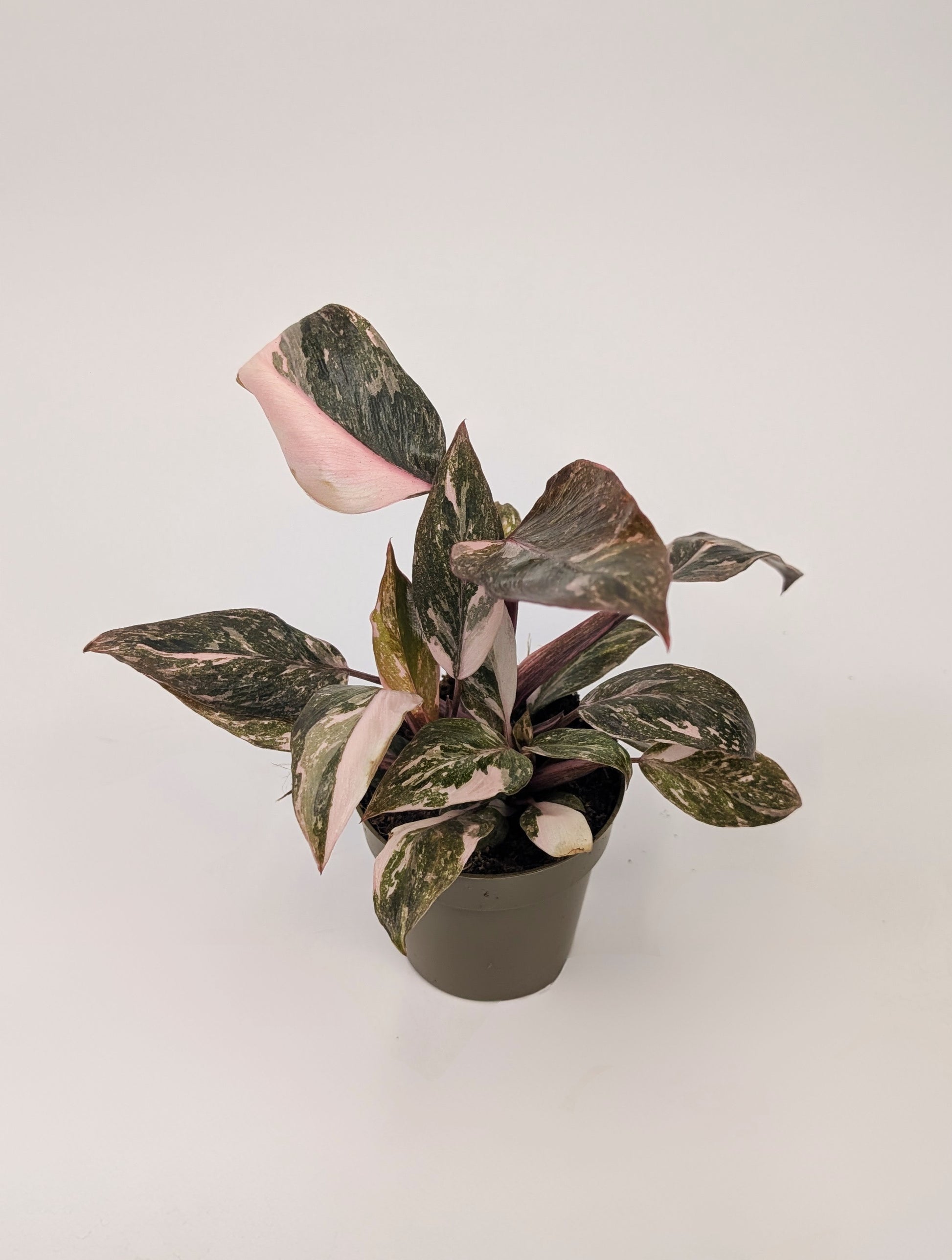 Philodendron Pink Princess Marble Highly Variegated 9cm Pot Houseplant