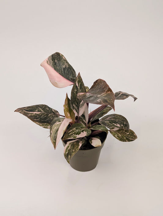 Philodendron Pink Princess Marble Highly Variegated 9cm Pot Houseplant