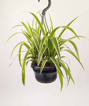 20cm Chlorophytum Vittatum Spider Plant 14cm Hanging Pot Houseplant