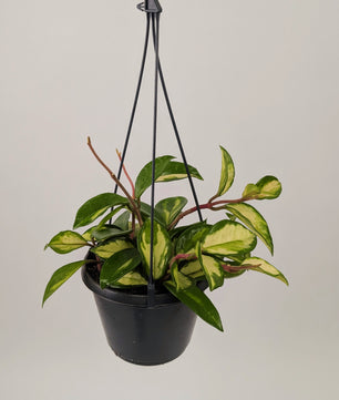 Hoya Carnosa 'Tri Colour' 14cm Hanging Pot Houseplant