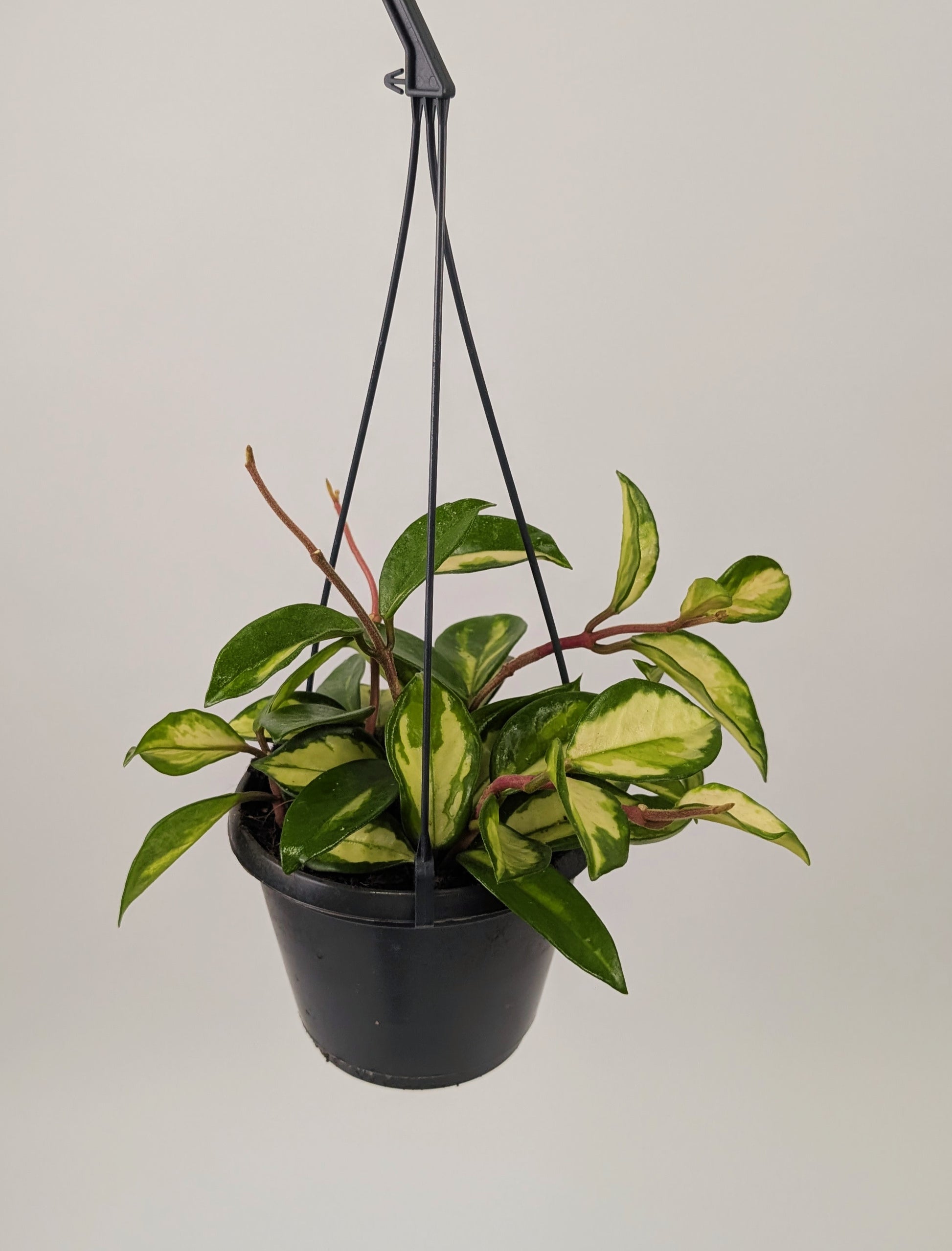 Hoya Carnosa 'Tri Colour' 14cm Hanging Pot Houseplant
