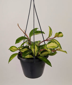 Hoya Carnosa 'Tri Colour' 14cm Hanging Pot Houseplant