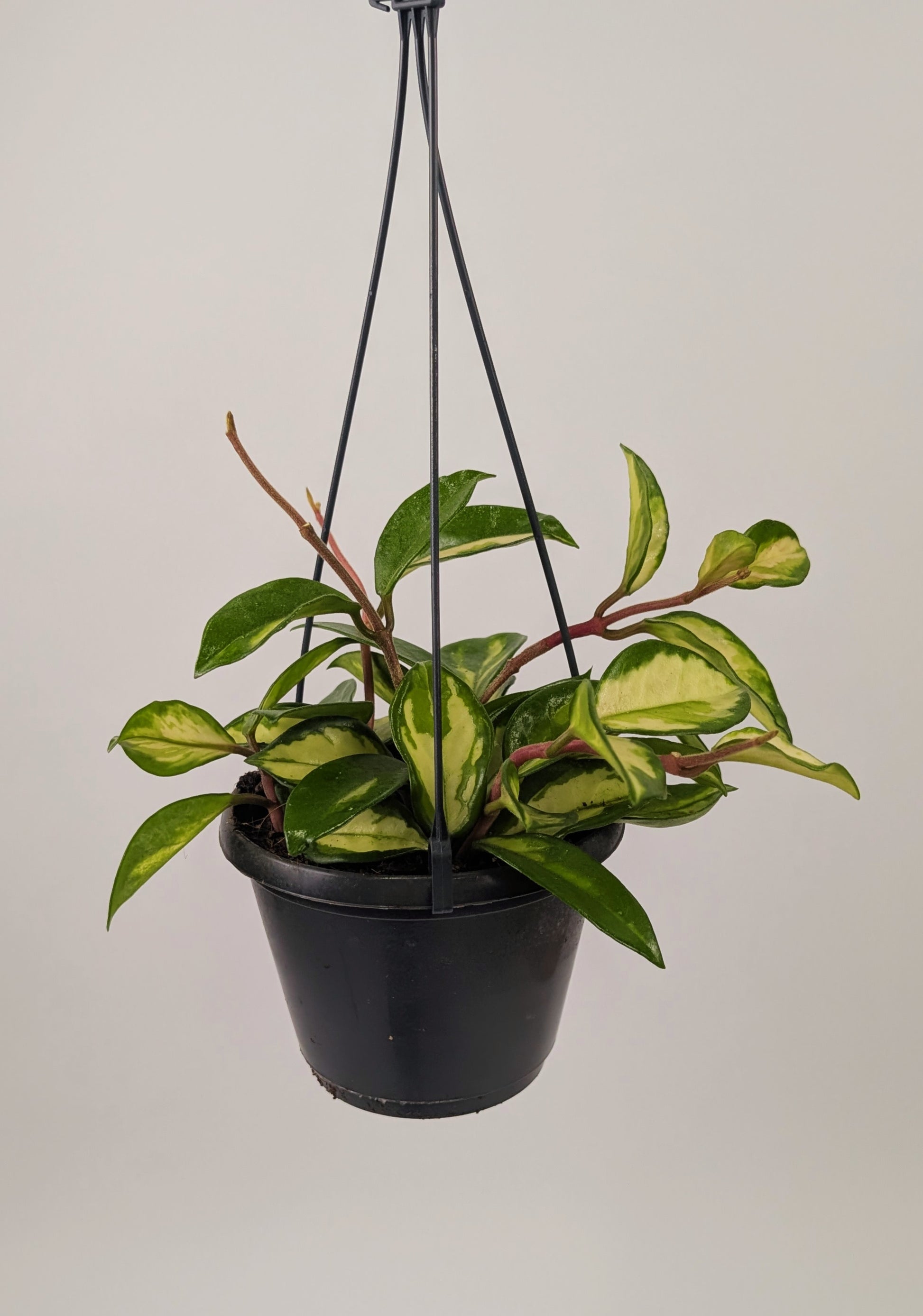 Hoya Carnosa 'Tri Colour' 14cm Hanging Pot Houseplant