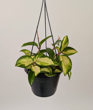 Hoya Carnosa 'Tri Colour' 14cm Hanging Pot Houseplant