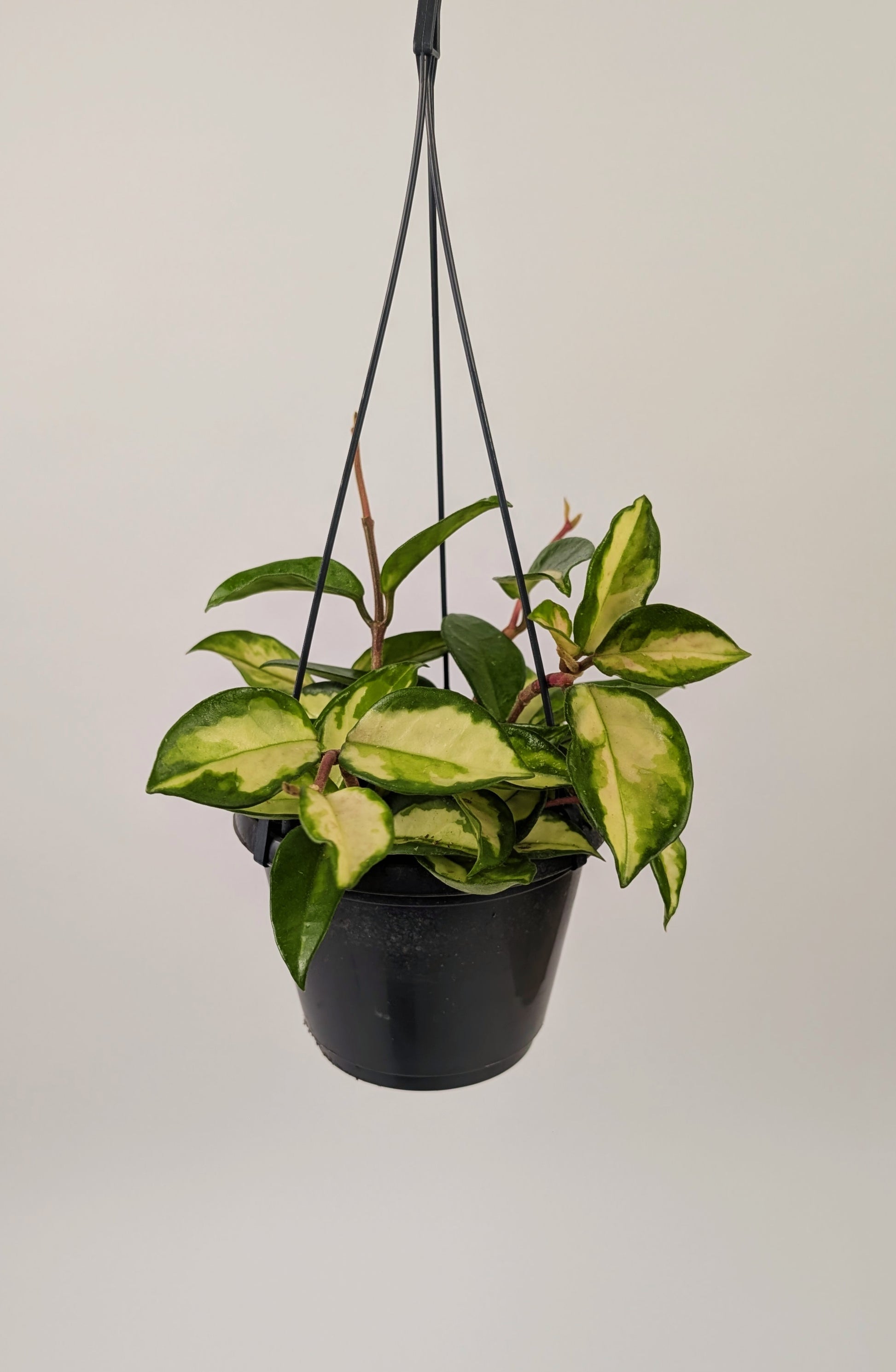 Hoya Carnosa 'Tri Colour' 14cm Hanging Pot Houseplant