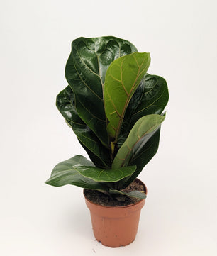Ficus Lyrata 'Fiddle Leaf' Fig 12cm Pot Houseplant