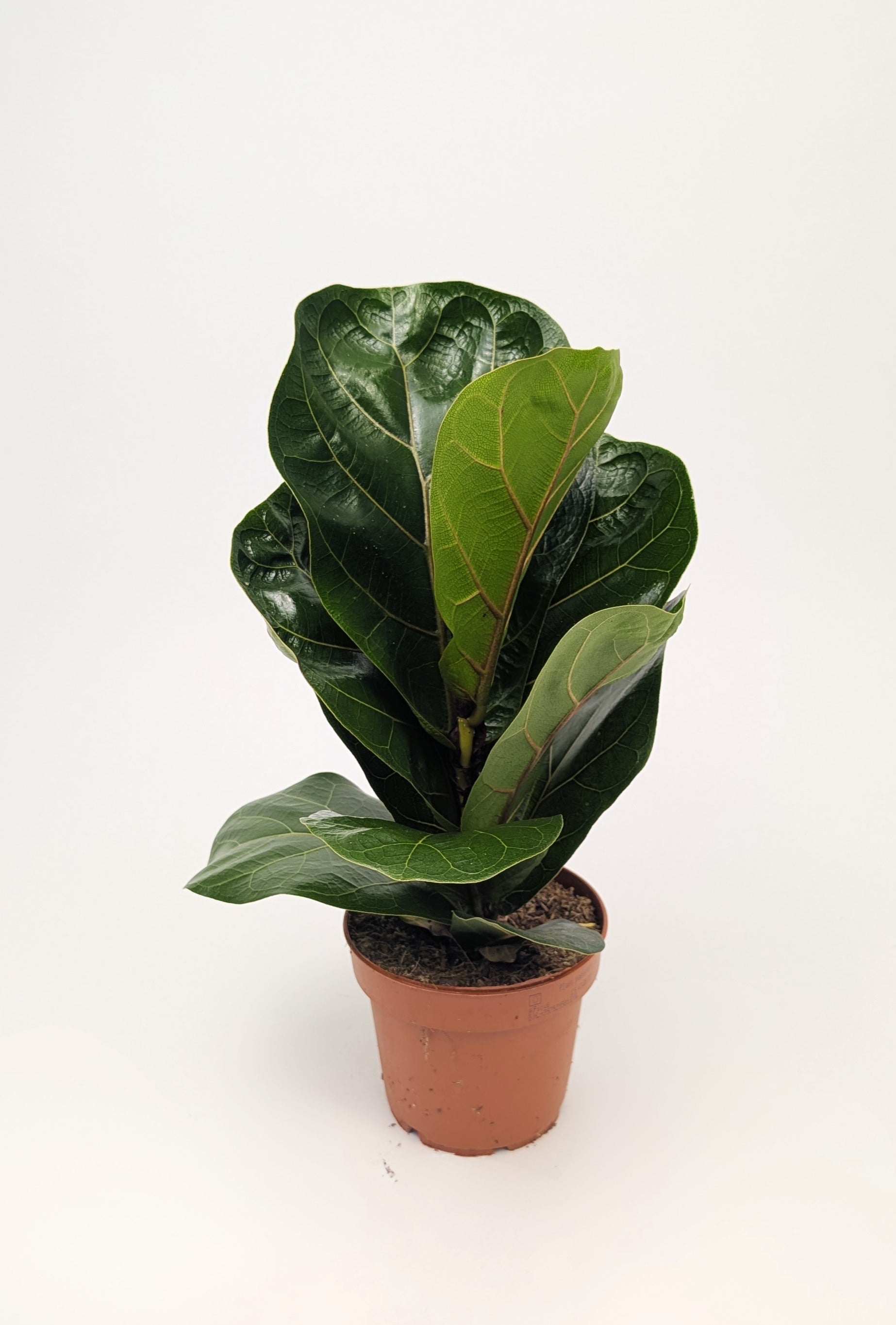Ficus Lyrata 'Fiddle Leaf' Fig 12cm Pot Houseplant