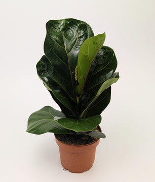 Ficus Lyrata 'Fiddle Leaf' Fig 12cm Pot Houseplant